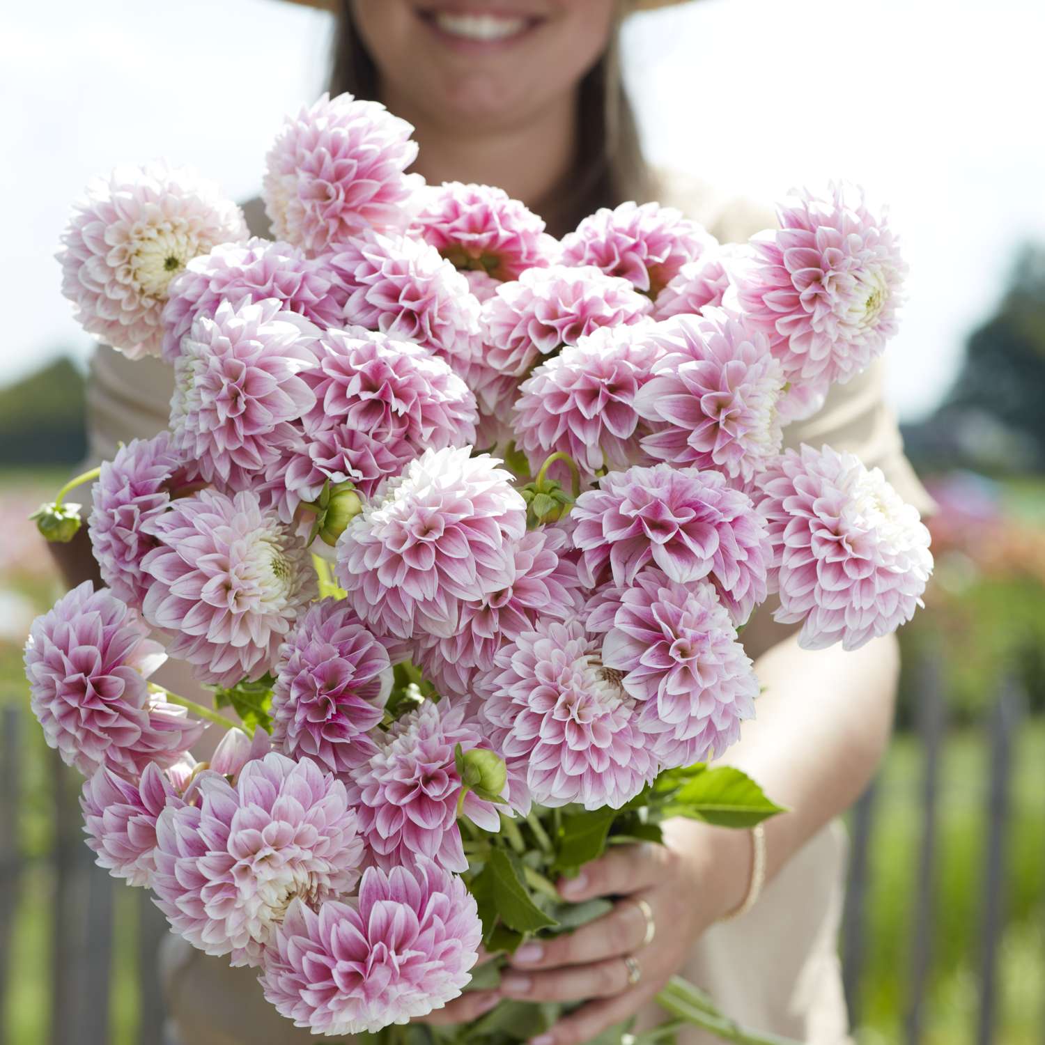 Dahlie 'Marshmellow Baby'